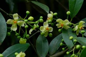 Garcinia multiflora